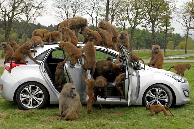 Hyundai i30 tested by more than 40 monkeys 19129_1