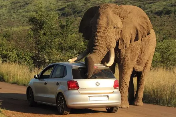 Un-elefant-alleuja-una-picor-en-un-petit-(1)