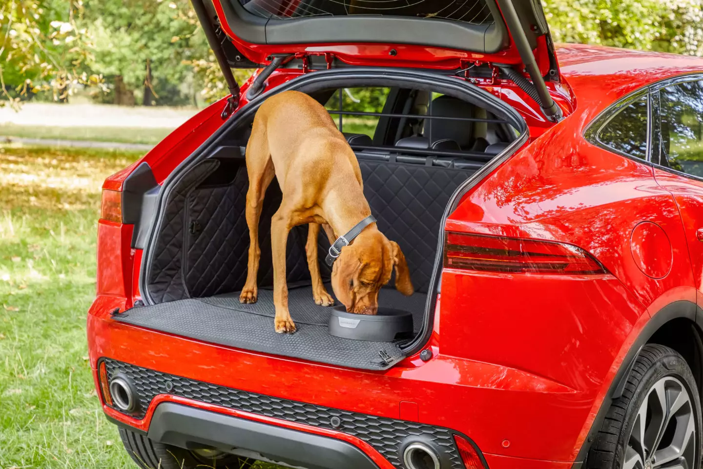 Jaguar Dog Accessories